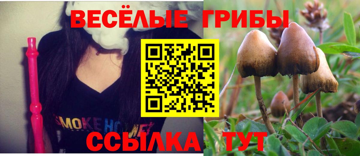 Псилоцибиновые грибы Psilocybine cubensis Горно-Алтайск
